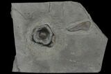 Fossil Ichthyosaur Vertebrae In Shale - Germany #114183-2